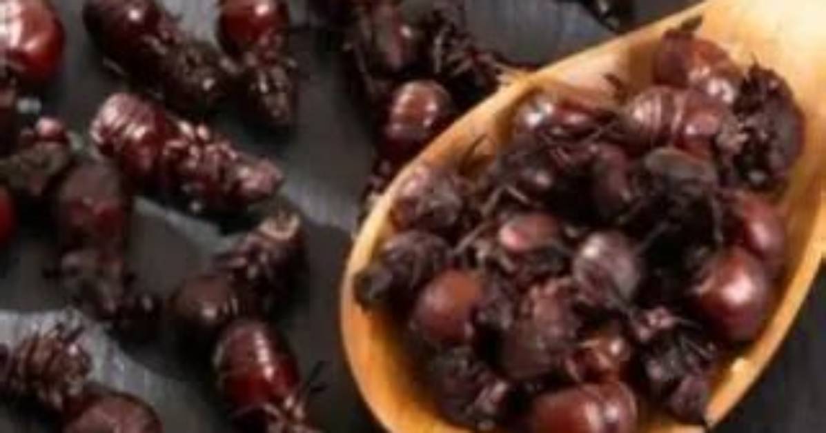 Do Ants Taste Good?