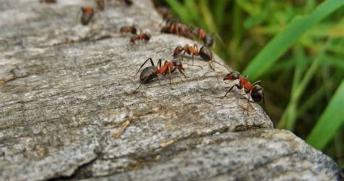 Do Ants Walk or Crawl?