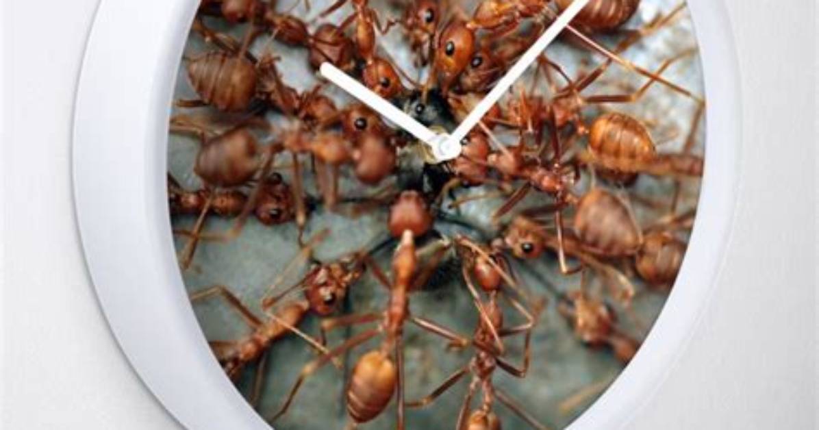 Do Ants Work Around the Clock?