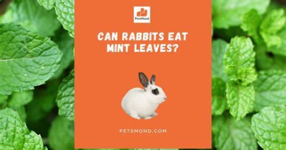 Do Any Animals Eat Mint