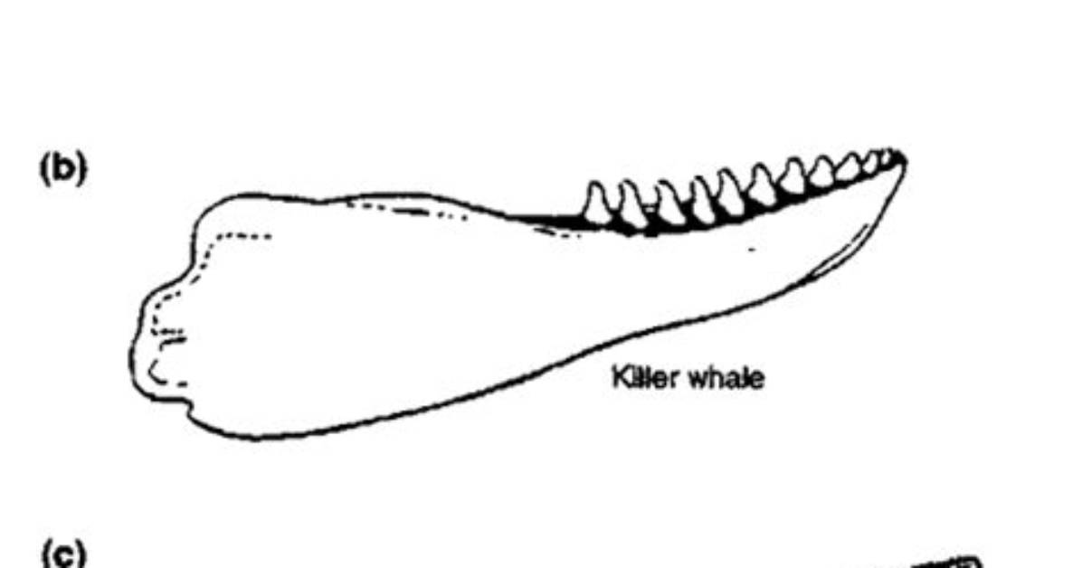 Do Any Mammals Regrow Teeth