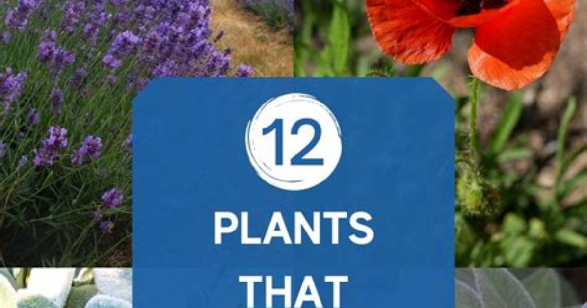 Do Any Plants Repel Deer?