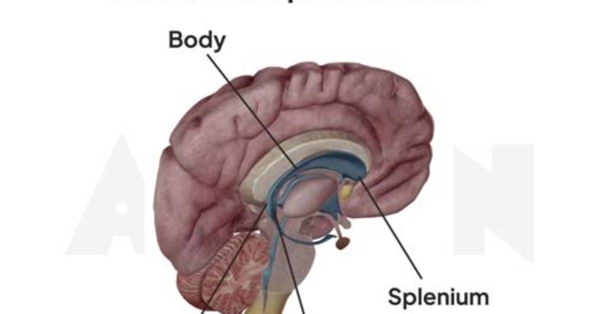 Do Apes Have Corpus Callosum?