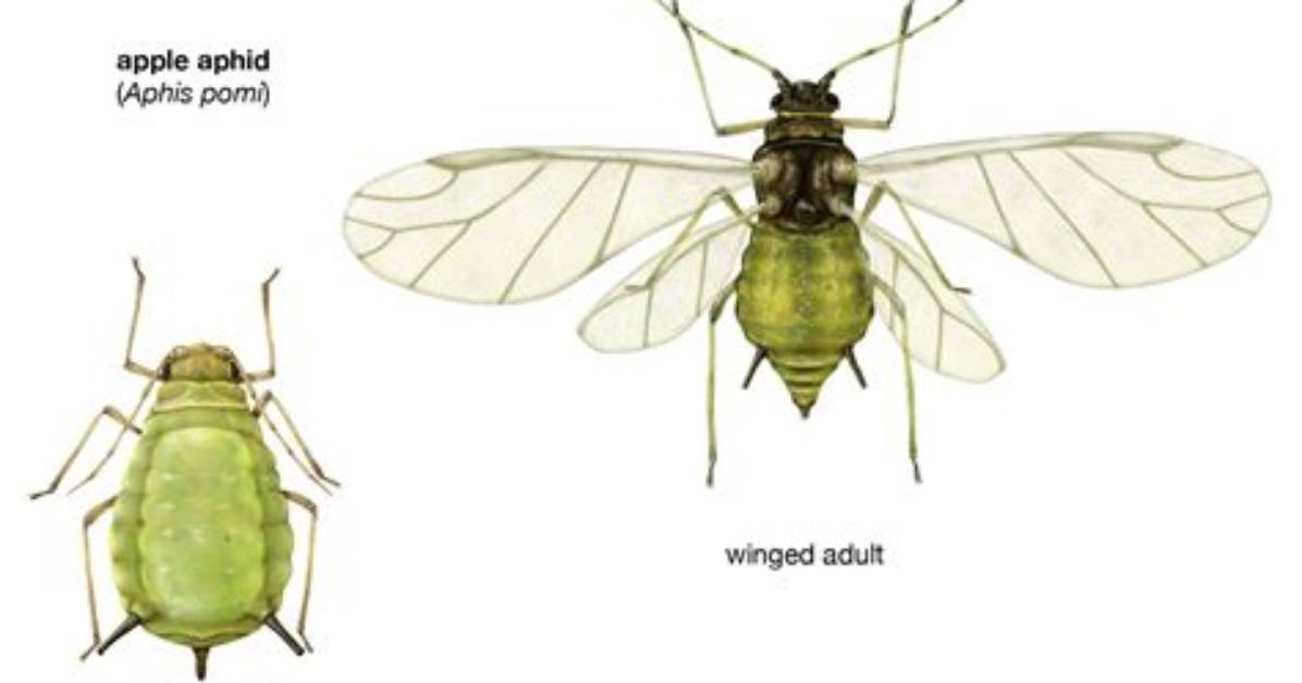 Do Aphids Have Wings?
