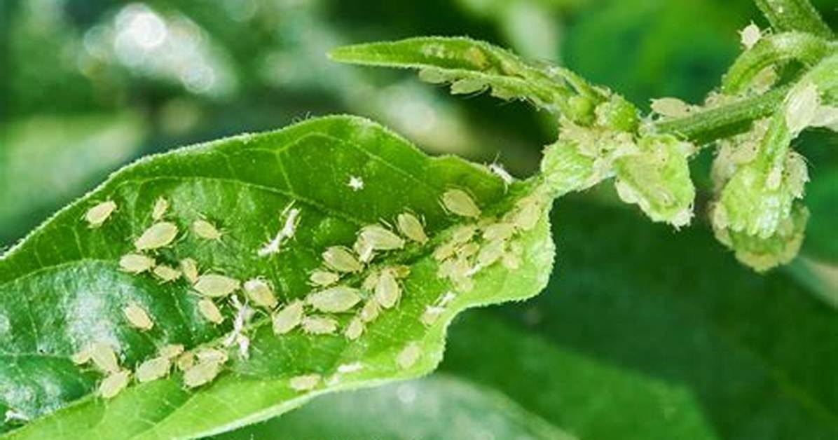 Do Aphids Kill Plants?