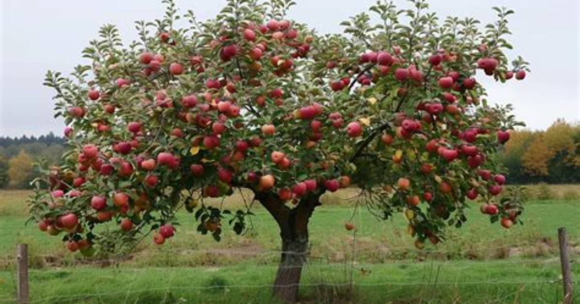Do Apple Trees Have Fallow Year's?