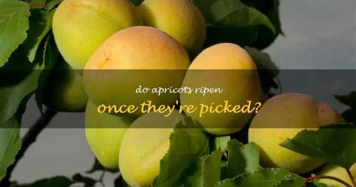 Do Apricots Ripen After Being Picked?