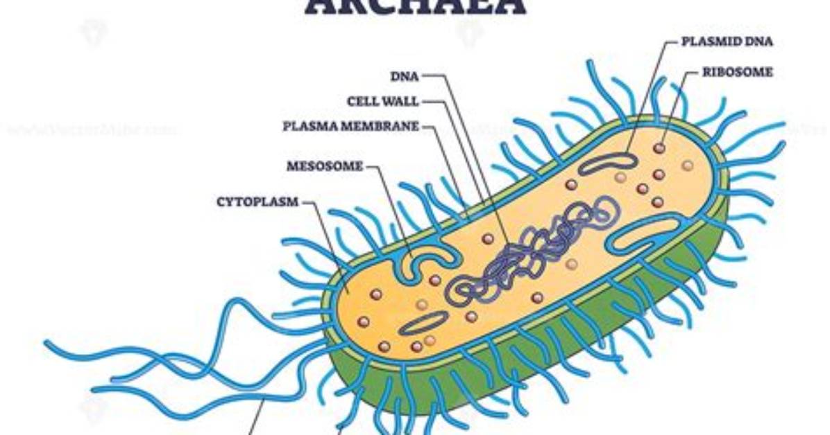 Do Archaea Have Mitochondria
