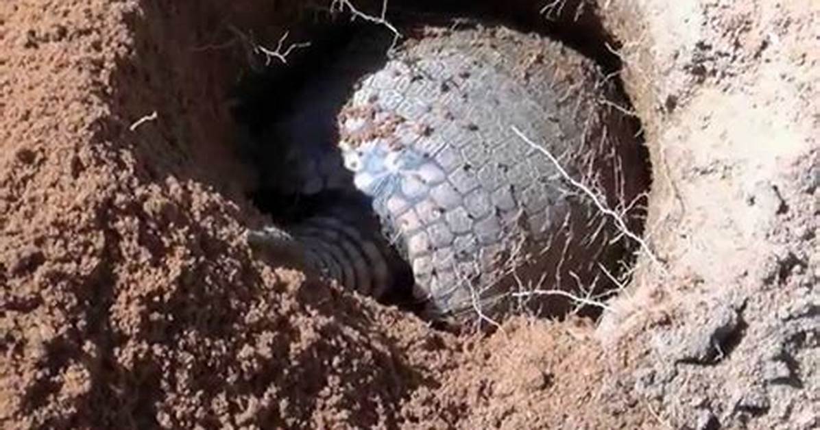 Do Armadillos Dig for Grubs