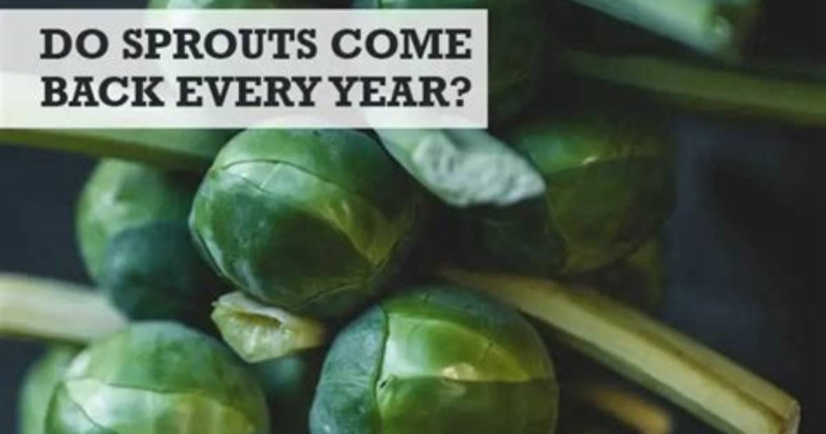 Do Artichokes Come Back Every Year?