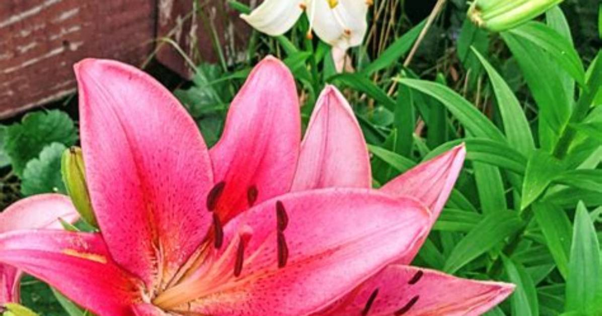 Do Asiatic Lilies Spread
