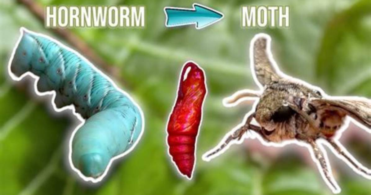 Do Asps Turn into Moths?