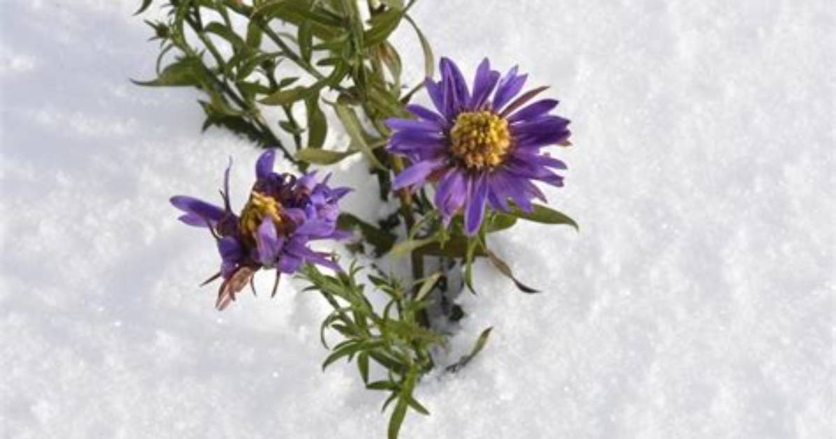 Do Aster Plants Survive Winter?