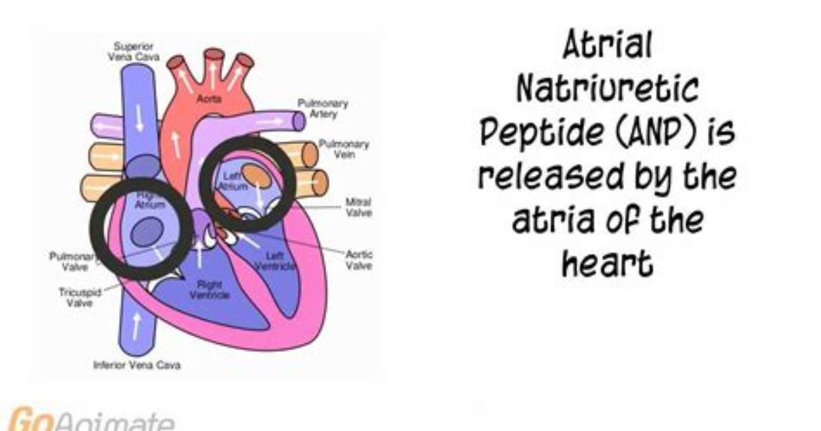 Do Atrial Natriuretic Peptide?