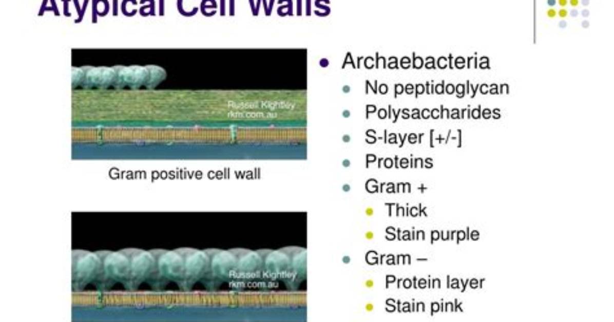 Do Atypical Bacteria Have a Cell Wall
