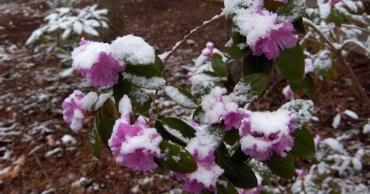 Do Azaleas Bloom in Winter