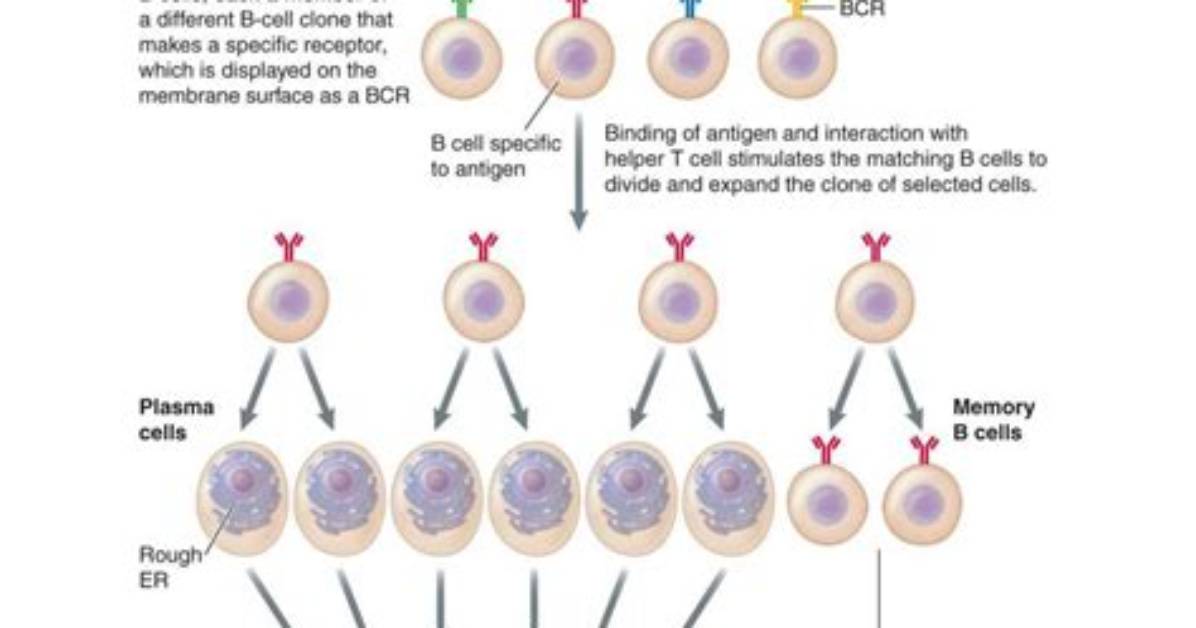 Do B Cells Undergo Clonal Selection