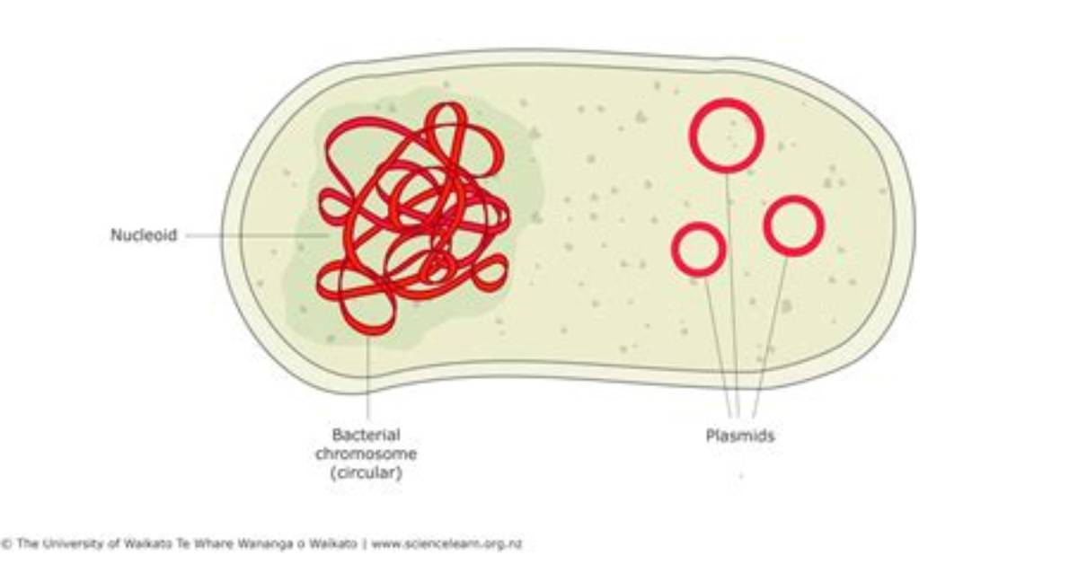Do Bacteria Have Dna or Rna?