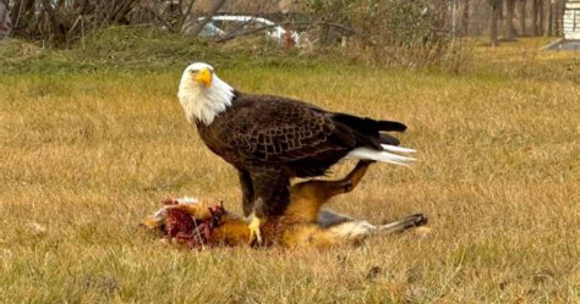 Do Bald Eagles Caw?