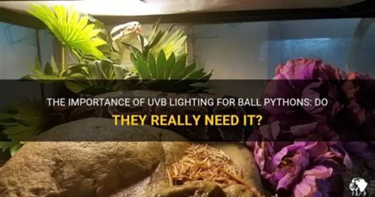 Do Ball Pythons Need Uvb?