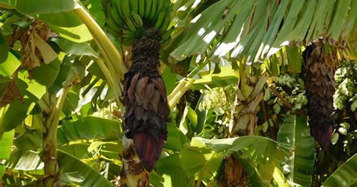 Do Bananas Grow in Hawaii