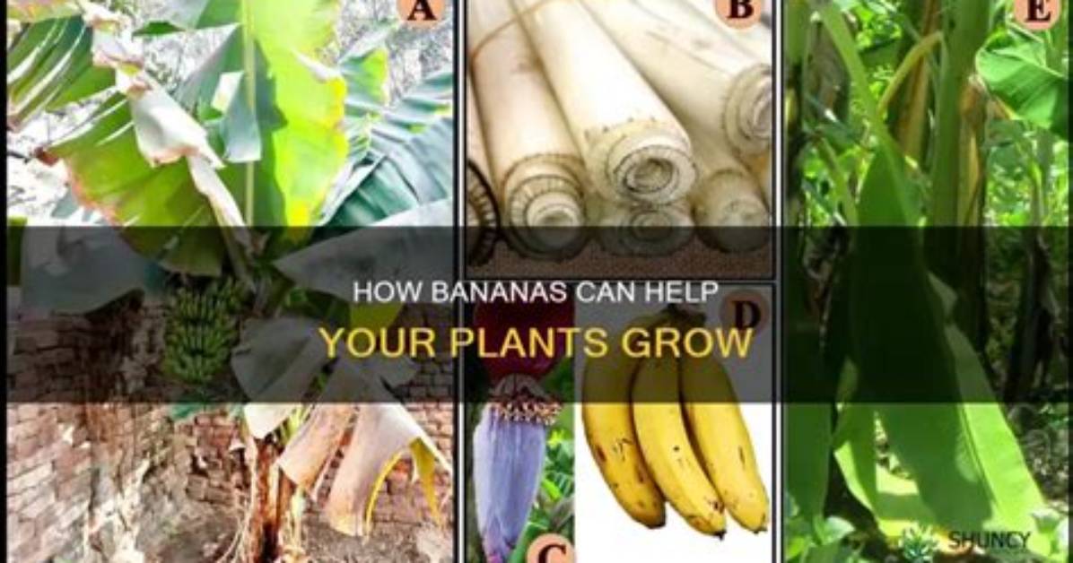 Do Bananas Help Plants Grow