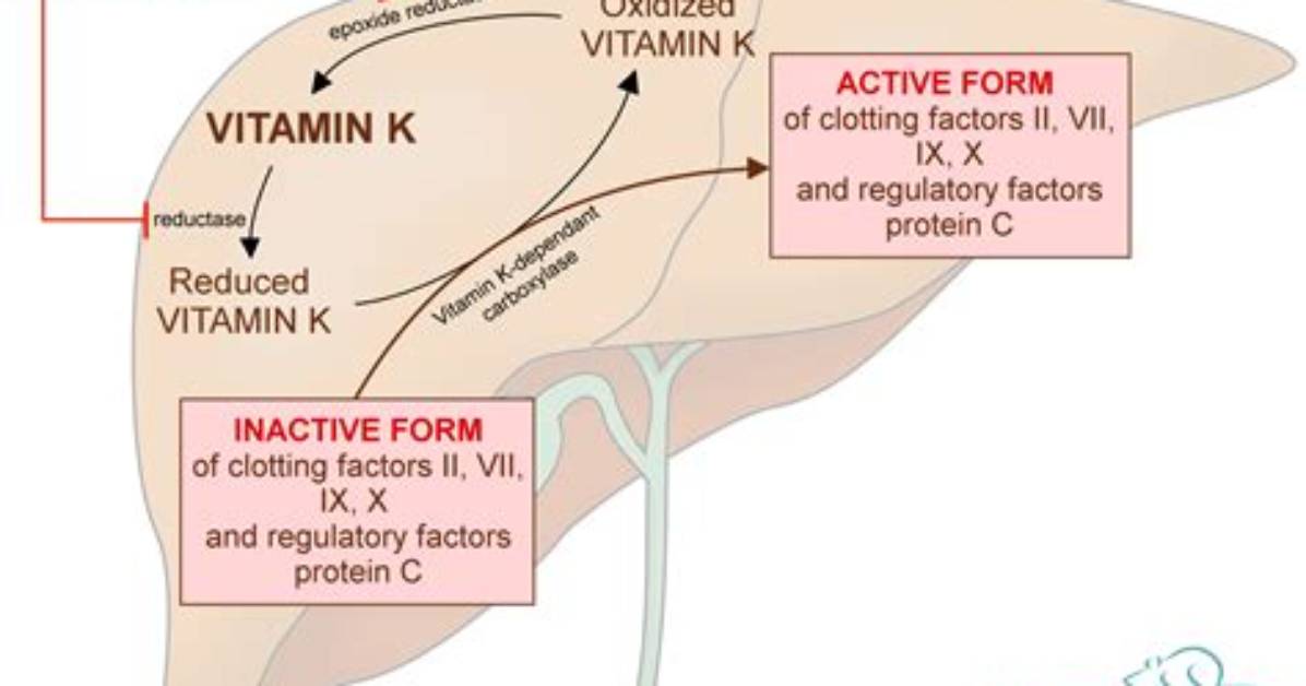 Do Bananas Interfere with Warfarin