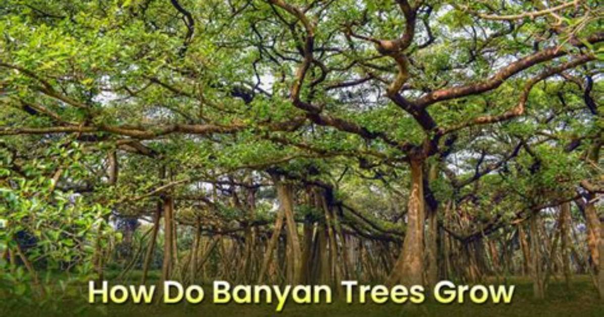 Do Banyan Trees Grow in Florida?