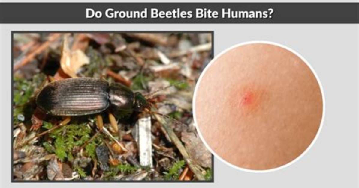 Do Bark Beetles Bite Humans
