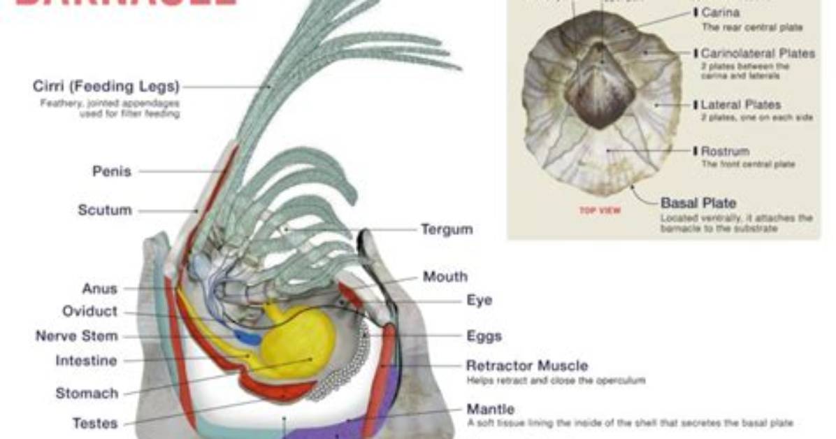 Do Barnacle Have Backbone?