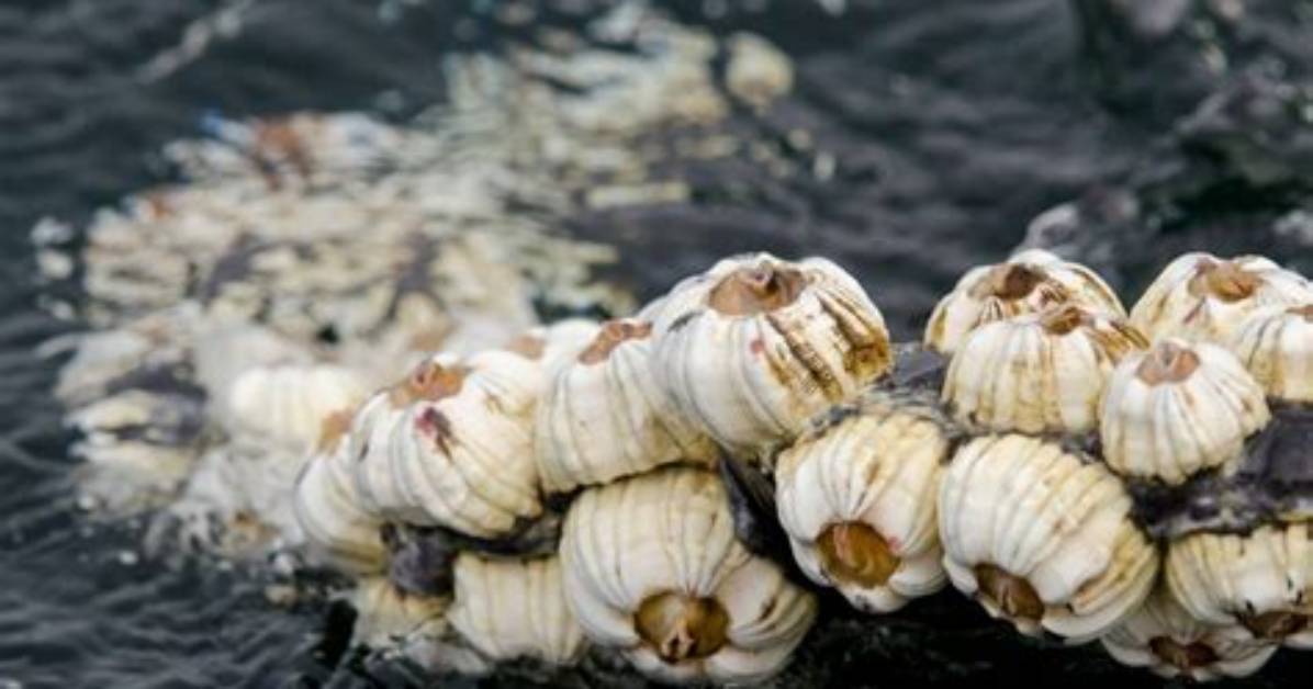 Do Barnacles Eat Mussels
