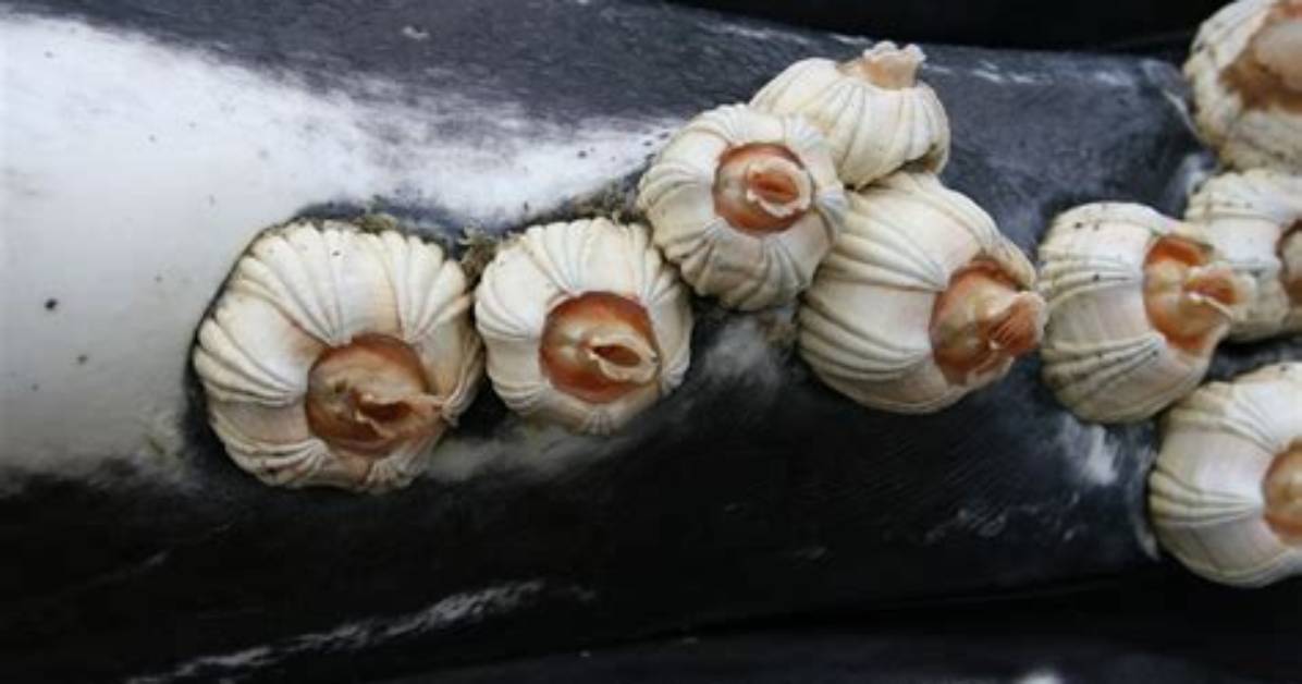 Do Barnacles Have Blood