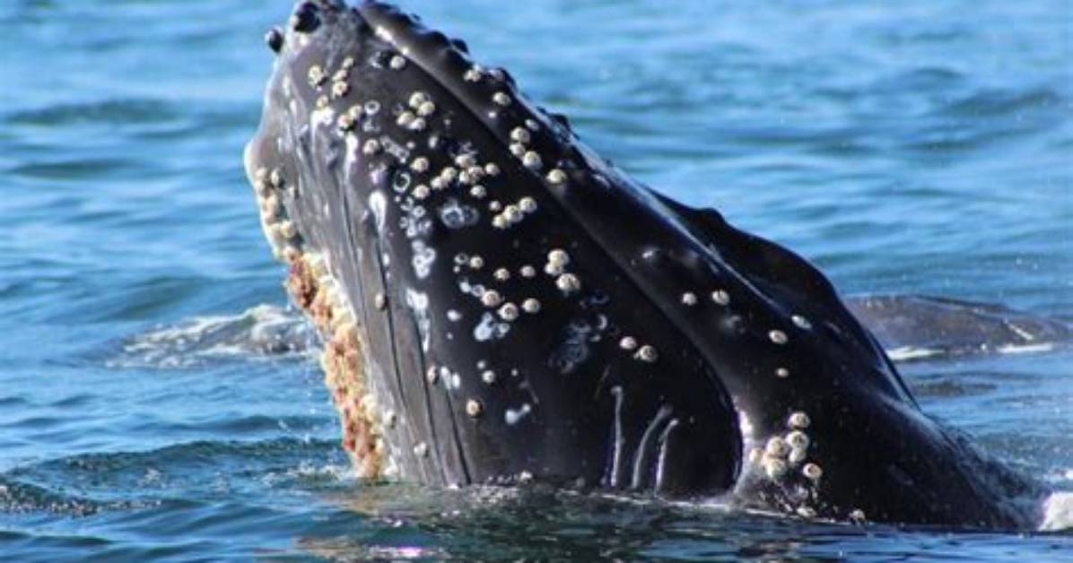 Do Barnacles Hurt Whales?