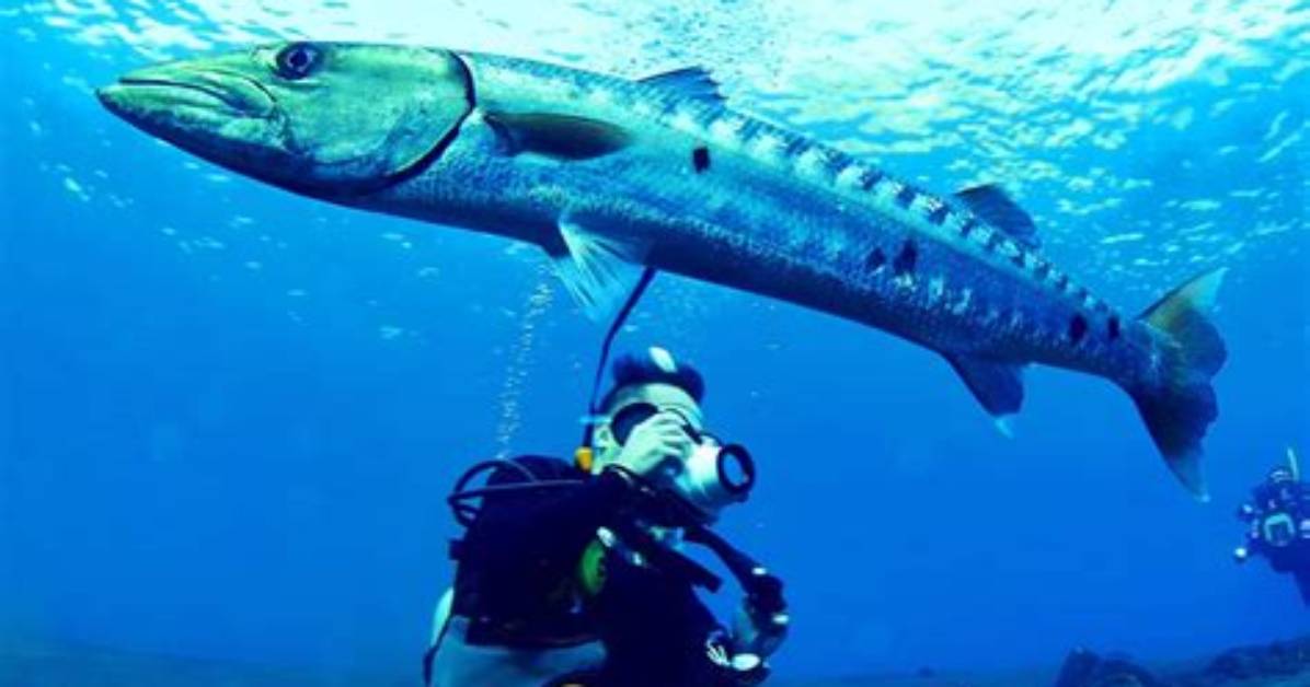 Do Barracudas Attack Snorkelers?