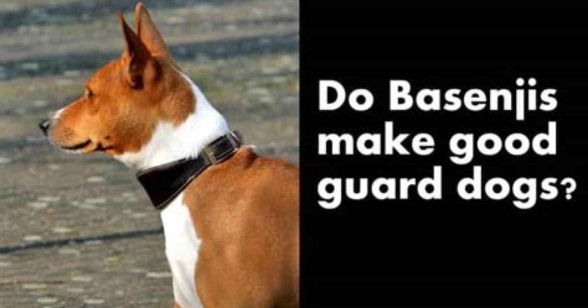 Do Basenjis Make Good Pets?