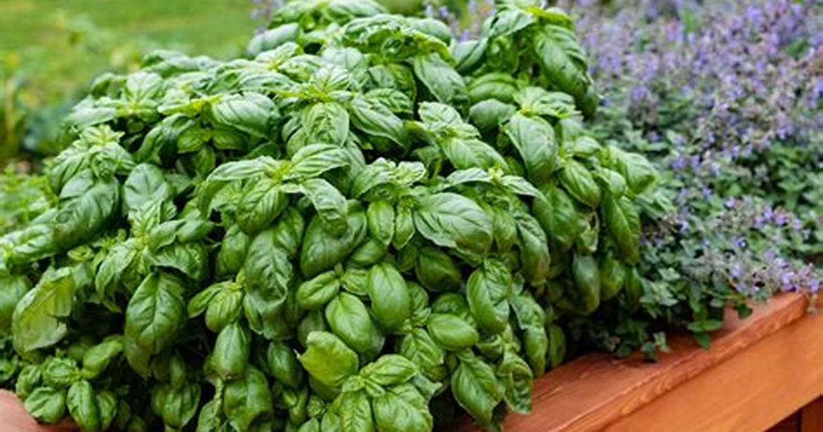 Do Basil Plants Spread