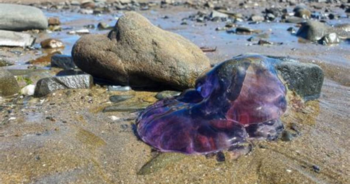 Do Beached Jellyfish Die?