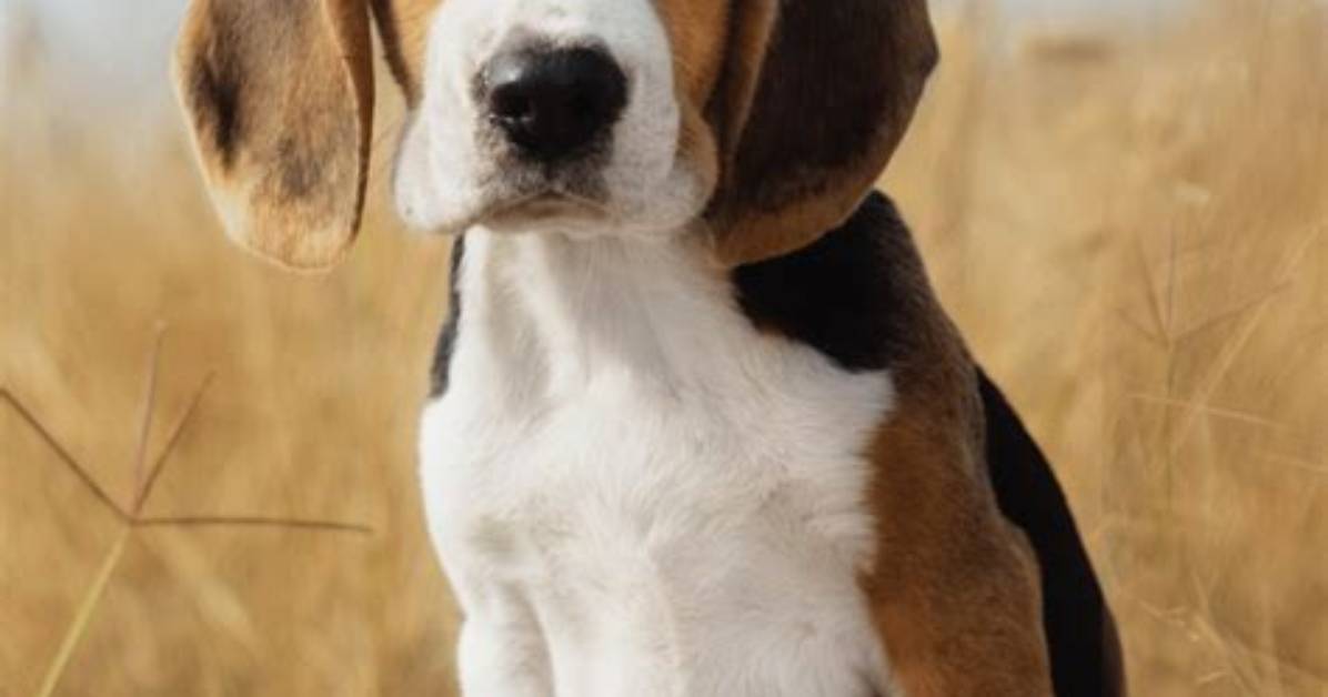Do Beagles Shed Much?