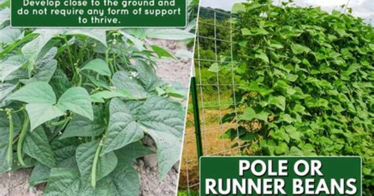 Do Beans Need Inoculant? | Contextresponse. Com