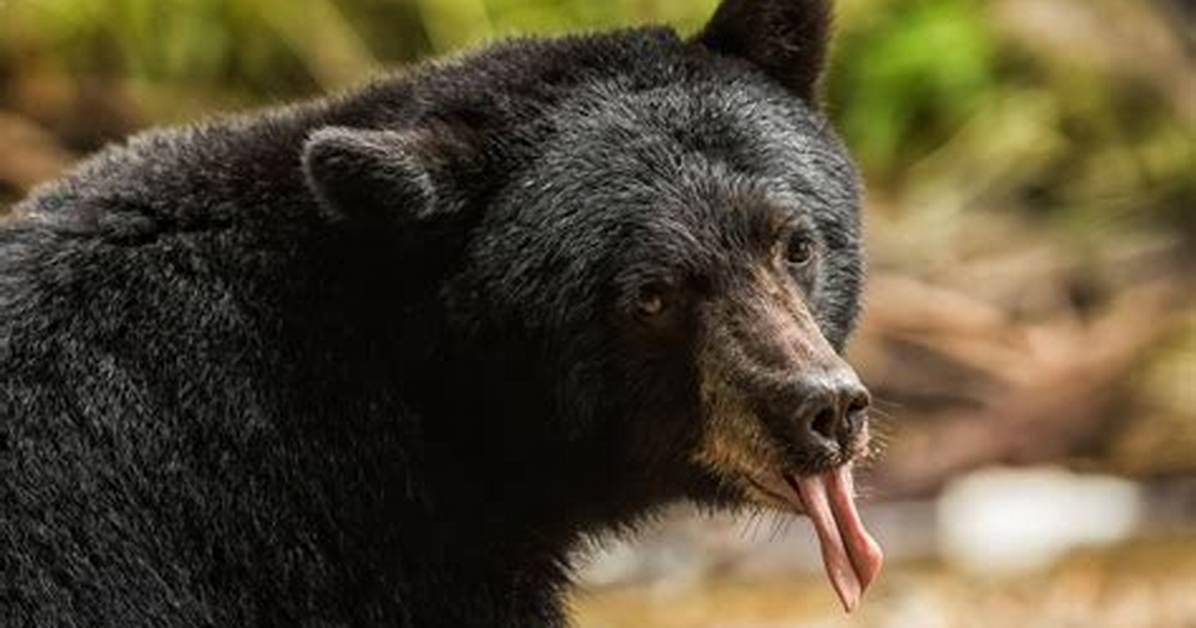 Do Bear Horns Really Work?