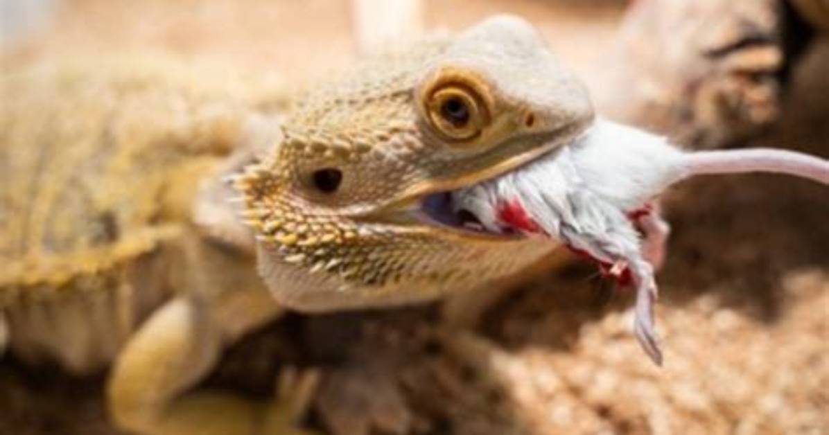 Do Bearded Dragons Eat Mice?