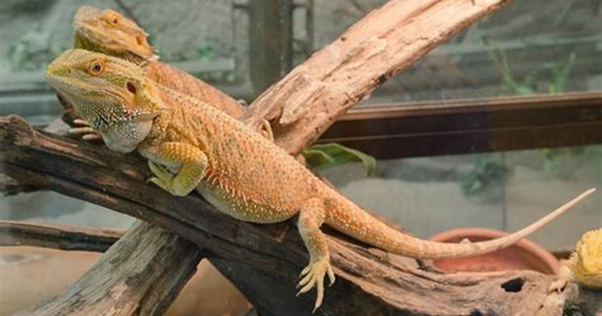 Do Bearded Dragons Escape?