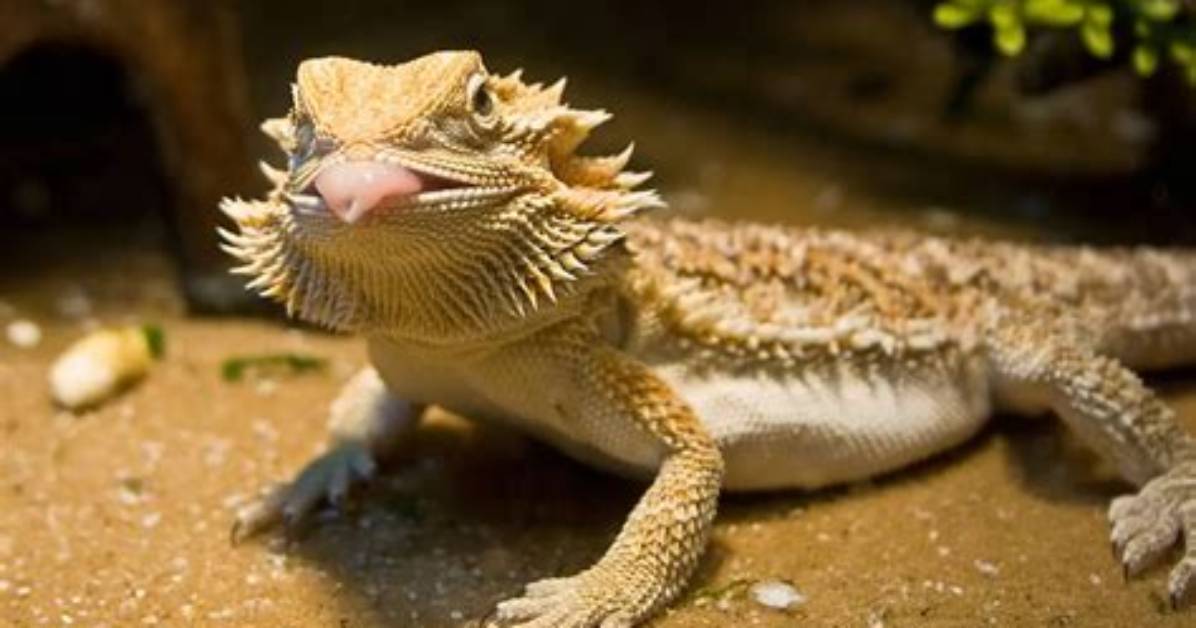 Do Bearded Dragons Vocalize?