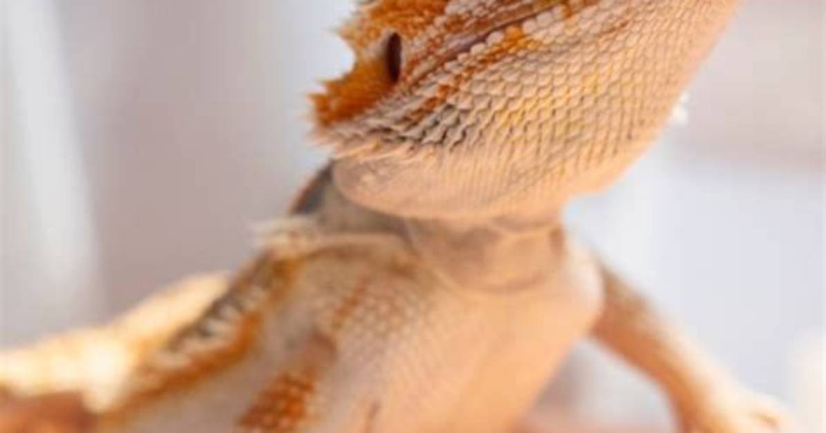 Do Beardies Like to Be Pet?