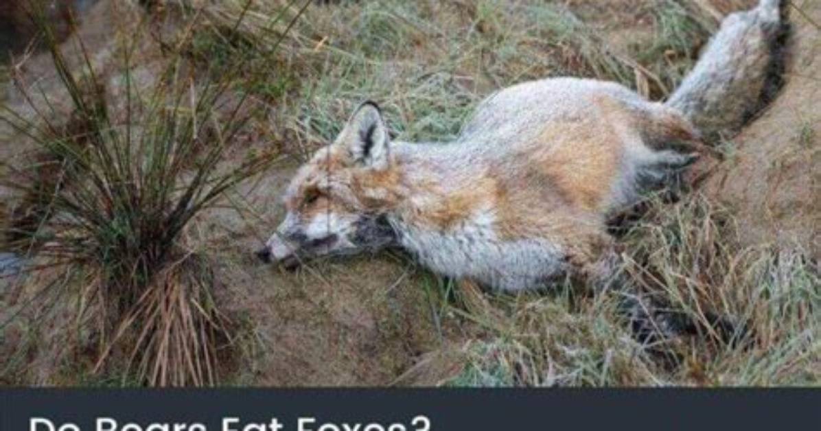 Do Bears Eat Foxes?