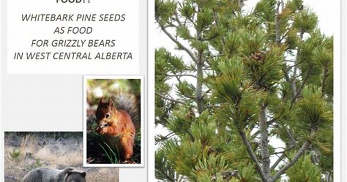 Do Bears Eat Whitebark?