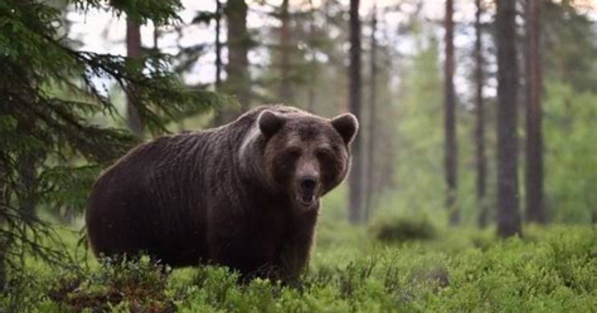 Do Bears Live in the Jungle?