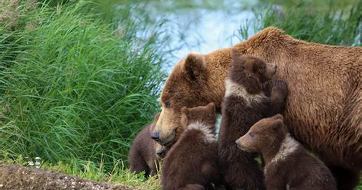 Do Bears Understand Waving?
