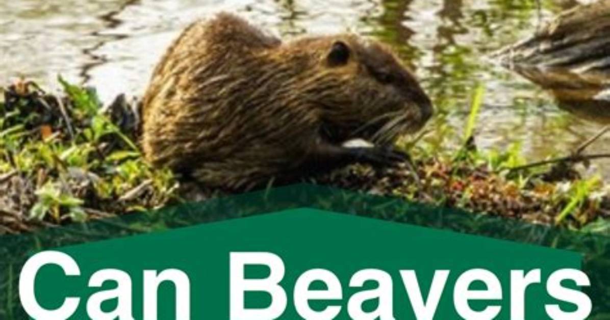 Do Beavers Climb Trees?