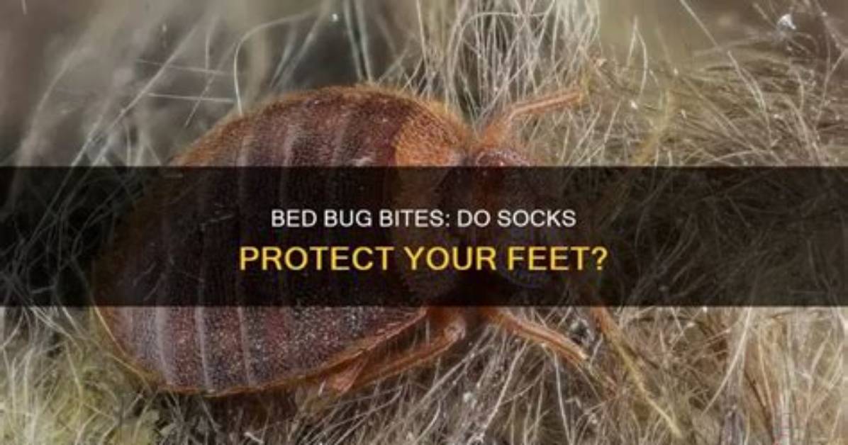 Do Bed Bugs Bite Through Socks?